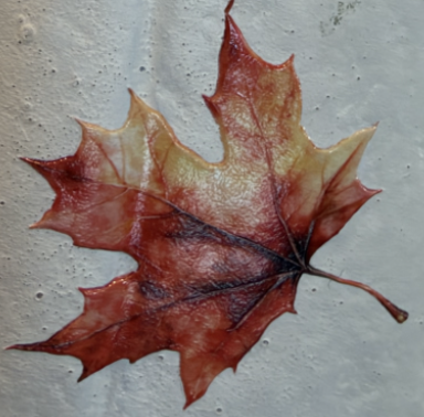 Close-up of fall leaf stickers with a matte finish on a white pumpkin